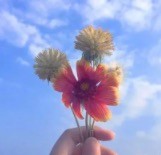 萍鄉(xiāng)一枝花