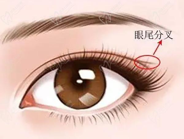杜園園怎么預(yù)約